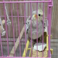 فروش ۲ عدد جوجه عروس هلندی|پرنده|اهواز, منازل سپاه|دیوار