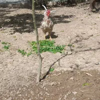 خروس گلین