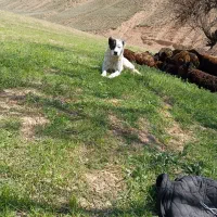 یک عدد سگ|حیوانات|حلب, |دیوار