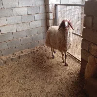 شیشک قوچ داشتی بشرط|حیوانات مزرعه|گیلان غرب, |دیوار