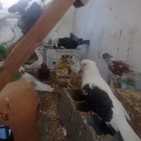 کبوتر پرشی و فوق العاده زیبا و خال قدیم|پرنده|ساری, |دیوار