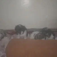 واگذاری توله های شیتزو