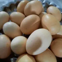 تخم مرغ محلی