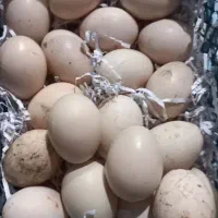 تخم اردک اسراییلی نطفه دار|حیوانات مزرعه|لنگرود, |دیوار