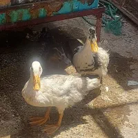 اردک بالغ