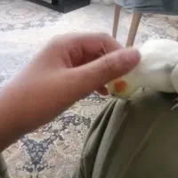 عروس هلندی|پرنده|تاکستان, |دیوار