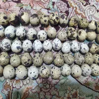 تخم بلدرچین نطفه دار