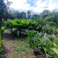 زمینی به مساحت 600 متر کبوتر آبکش