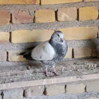 فروش کبوتر|پرنده|اردکان, |دیوار