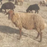 گوسفند همه رقم نر و ماده برای قربانی و نگهداری|حیوانات مزرعه|اردبیل, |دیوار