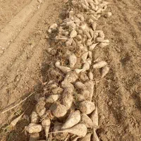 چغندر دامی|لوازم جانبی حیوانات|میاندوآب, |دیوار