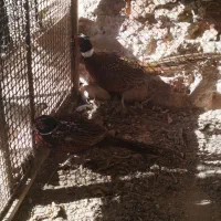 پرنده زینتی|پرنده|زرند, |دیوار