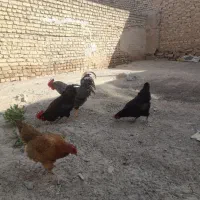 خروس|حیوانات مزرعه|بجنورد, |دیوار