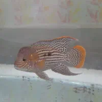 سیچلاید گرین ترور