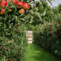 فروش باغ سیب ۱۸ ساله با آب فراوان