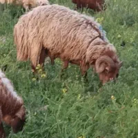 قوچ هموزیگوت افشاری جوان