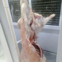 بره نرچاق مناسب برای قصابی ازنیمه بیشتر جواب میده|حیوانات مزرعه|سده (خراسان جنوبی), |دیوار