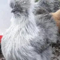 تخم مرغ نطفه دار مرغ ابریشمی