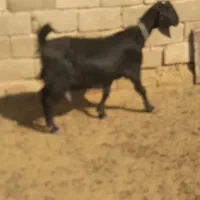 میش بز بره وکهره.قوچ .دبر|حیوانات مزرعه|شیراز, داریون|دیوار