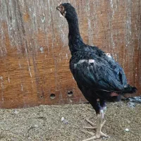 جوجه لاری|حیوانات مزرعه|آمل, |دیوار