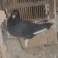 کبوتر معاوضه  با ماده