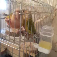 طوطی گرینچیک جفت|پرنده|پاکدشت, پاکدشت (مامازند)|دیوار