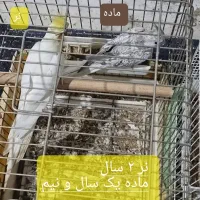 طوطی عروس هلندی لوتینو آلبینو ایزابلا دوکت۳تا۲۴ماه|پرنده|رشت, بلوار گیلان|دیوار