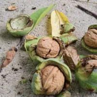 تور یکروزه  ابشار شیوند بهشت خوزستان