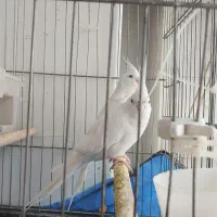 عروس هلندی البینو جفت|پرنده|اراک, |دیوار