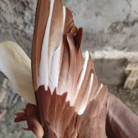 دم سفید ماده|پرنده|خرمشهر, |دیوار