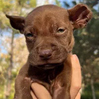 پیتبول رد نویز