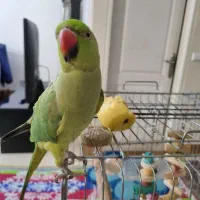 طوطی ملنگو ۱۰ کلمه میتونه حرف بزنه