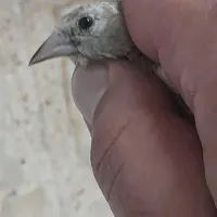 جوجه سهره عطیقه|پرنده|اصفهان, جاوان|دیوار