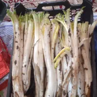 گنکر درجه یک