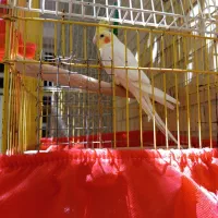 عروس هلندی لوتینو نر