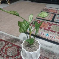 گل اگلونما ۴ عدد با گلدان فقط فقط ۷۰۰در گیشا