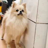 سگ پامرانین|سگ|شاهین‌شهر, عطار|دیوار