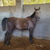 کره اسب اصیل استان فارس