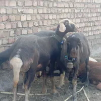 6عدد بره ماده خوشگل