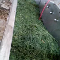 شوید خشک کیفیت بالا قیمت مناسب|خوردنی و آشامیدنی|نیشابور, هفده شهریور|دیوار