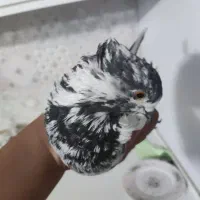 نر کلدم سبز