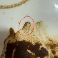 فال قهوه نعلبکی و فنجان