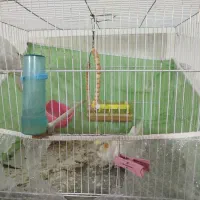 عروس هلندی|پرنده|مشهد, تلگرد|دیوار