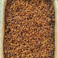 کشمش آفتابی|خوردنی و آشامیدنی|بردسکن, |دیوار
