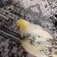 دوتا عروس هلندی|پرنده|شیروان (خراسان), |دیوار