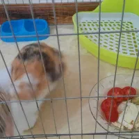 خرگوش لوپ وپارک سگ.پارک حیوانات