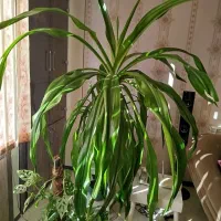 گل‌های خانگی