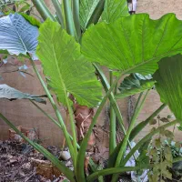 گل بابا آدم