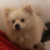 پامر نر ۱۸ ماهه