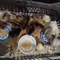 مرغ و جوجه مرغ